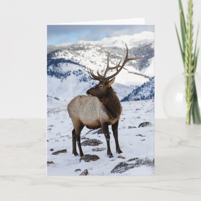 Tarjeta Elk de toro solitario en la nieve | Parque naciona (Anverso)