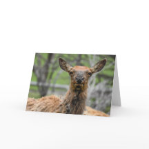 Elk Notecard
