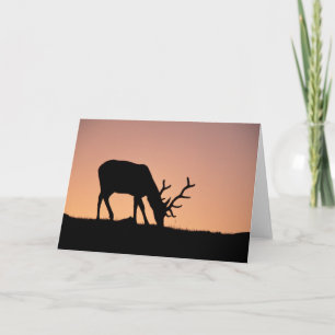 Tarjeta Elk   Parque nacional Montañas Rocosas, Colorado