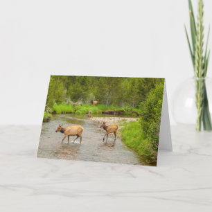 Tarjeta Elks cruzando el río Colorado
