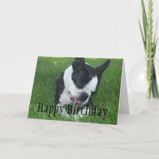 Tarjeta Emma el Boston Terrier disfrutando de un palo