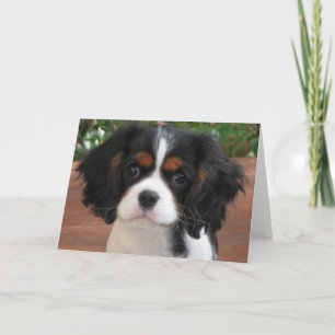 Tarjeta Empanada de Cutie