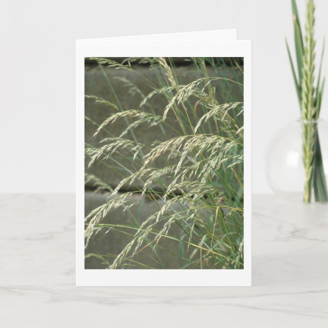 Tarjeta en blanco (Anverso)