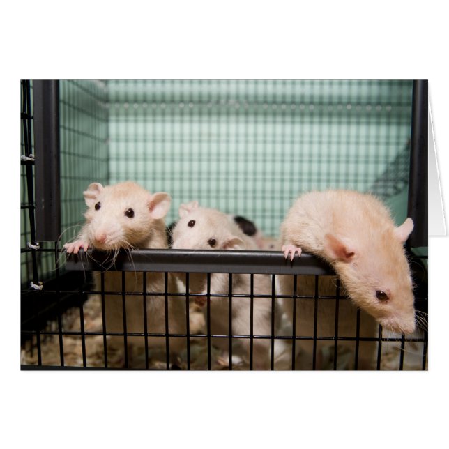 tarjeta en blanco (Anverso (Horizontal))