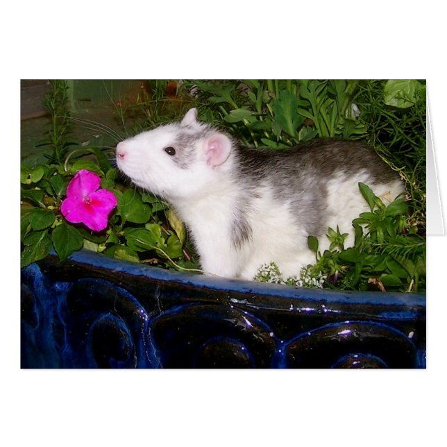 Tarjeta en blanco (Anverso (Horizontal))