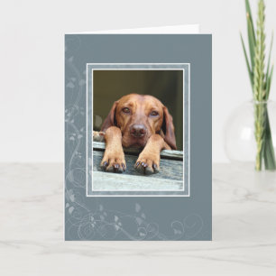 Tarjeta en blanco 002 de Vizsla del húngaro