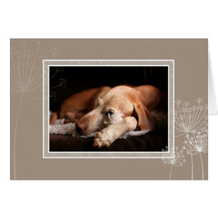 Tarjeta en blanco 004 de Vizsla del húngaro