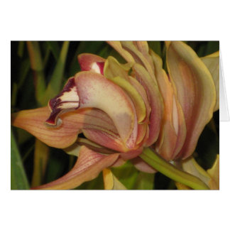 Tarjeta en blanco Alexanderi 'Westonbirt' Orchid P