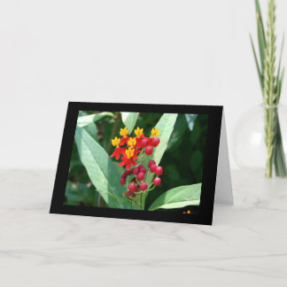 Tarjeta en blanco - Berries rojos