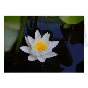 Tarjeta en blanco blanca de Lotus