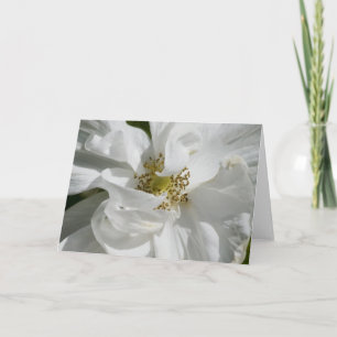 Tarjeta en blanco blanca de Rosa