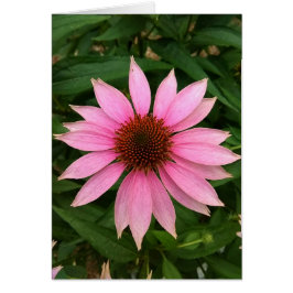 Tarjeta en blanco brillante de deflector púrpura