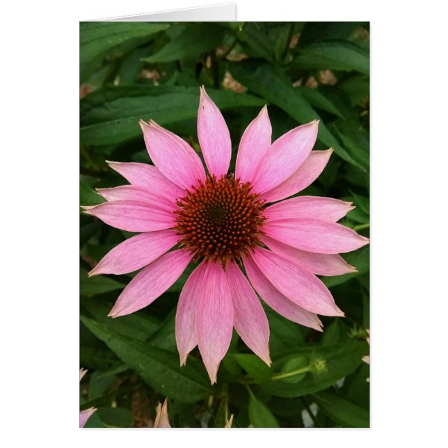 Tarjeta en blanco brillante de deflector púrpura (Frente)