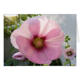 Tarjeta en blanco brillante de flor de hollyhock r