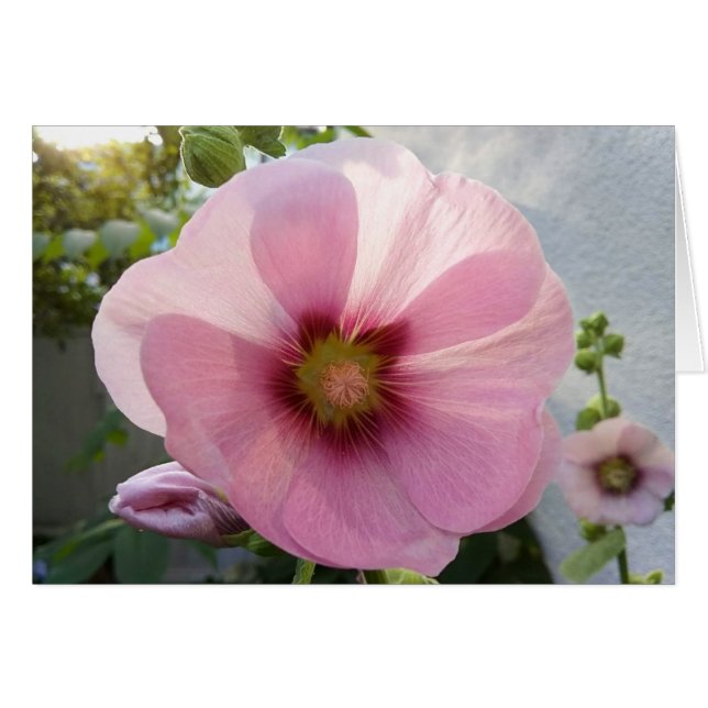 Tarjeta en blanco brillante de flor de hollyhock r (Anverso (Horizontal))