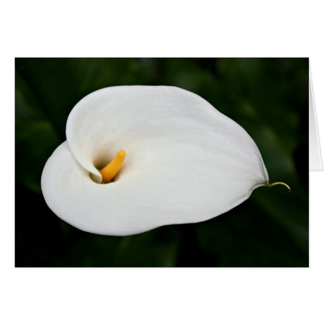 Tarjeta en blanco 'Calla Lily' (Anverso (Horizontal))