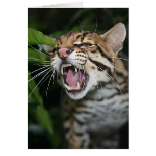 Tarjeta en blanco - caracol Ocelot