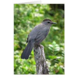 Tarjeta en blanco Catbird
