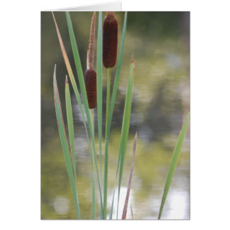 Tarjeta en blanco - Cattails