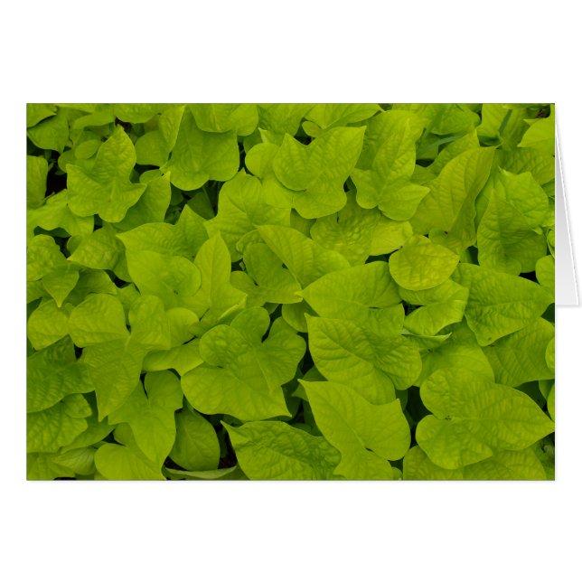 Tarjeta en blanco con batatas dulces (Anverso (Horizontal))