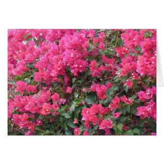 Tarjeta en blanco con bonitas buganvillas rosas