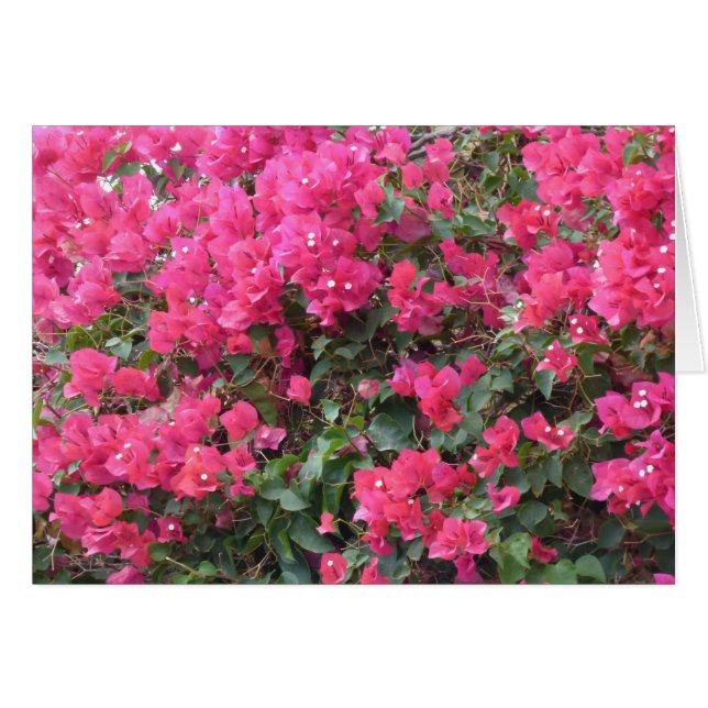Tarjeta en blanco con bonitas buganvillas rosas (Anverso (Horizontal))