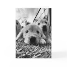 Tarjeta en blanco con cachorros