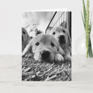 Tarjeta en blanco con cachorros