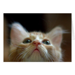 Tarjeta en blanco con el Naranja Adorable Tabby Ki