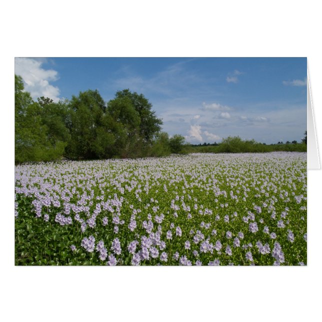Tarjeta en blanco con fondo de lirios de agua (Anverso (Horizontal))