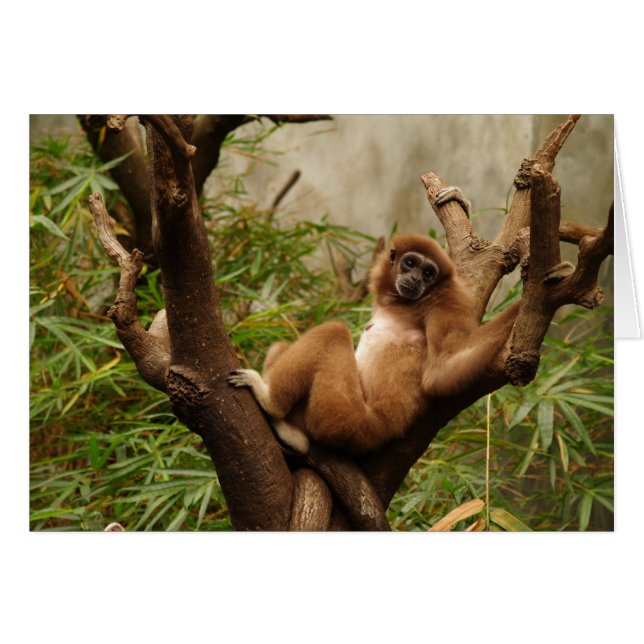 Tarjeta en blanco con fondo de mono (Anverso (Horizontal))