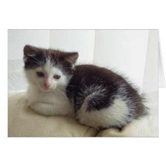 Tarjeta en blanco con gatito lindo posando