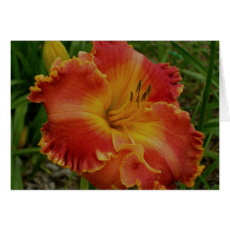 Tarjeta en blanco con Naranja Daylily