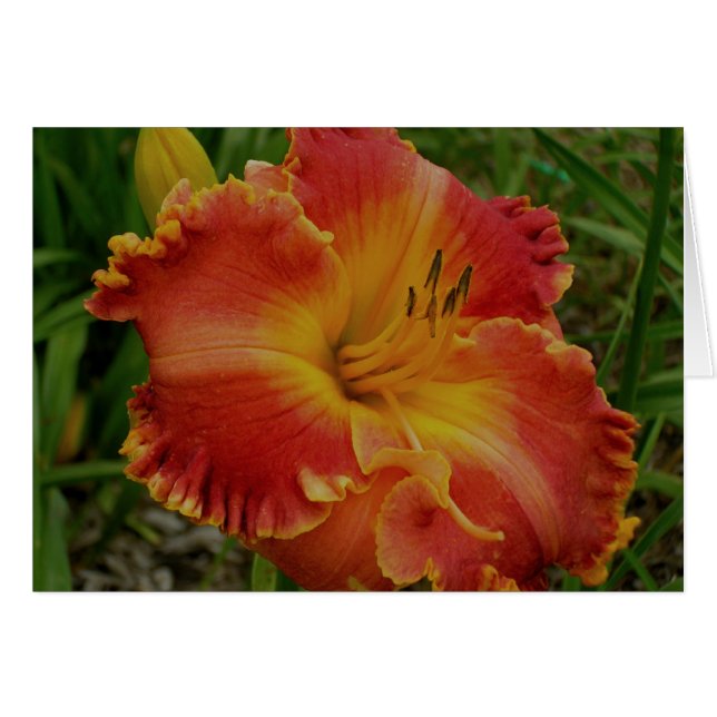 Tarjeta en blanco con Naranja Daylily (Anverso (Horizontal))