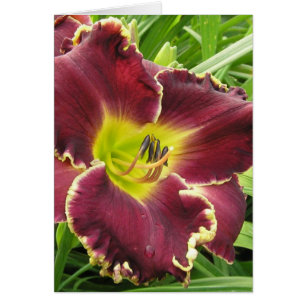 Tarjeta en blanco con Sooo Purple Daylily