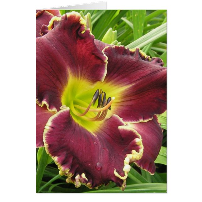 Tarjeta en blanco con Sooo Purple Daylily (Frente)