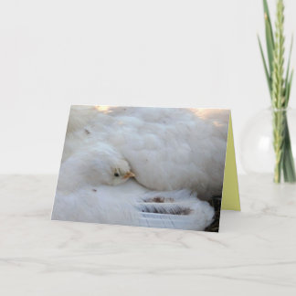 Tarjeta en blanco con verso