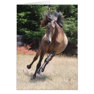 Tarjeta en blanco de caballo Lusitano en libertad