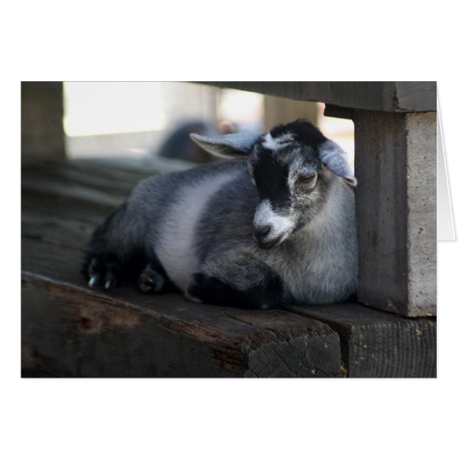 Tarjeta en blanco de cabra (Anverso (Horizontal))