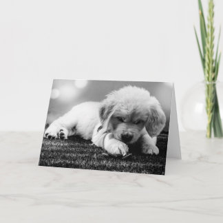 Tarjeta en blanco de cachorro negro y blanco