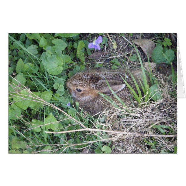 Tarjeta en blanco de conejo de bebé (Anverso (Horizontal))