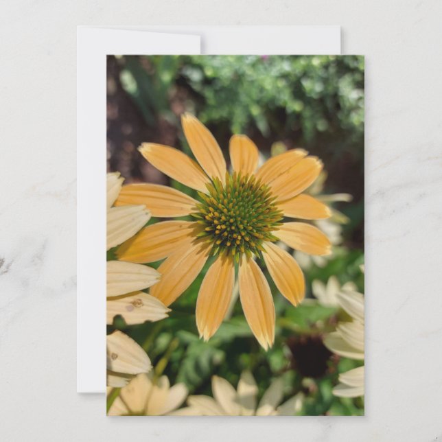 Tarjeta en blanco de flor de conflor de naranja Ec (Anverso)