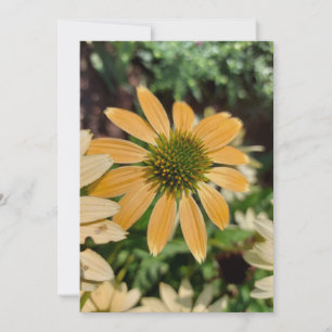 Tarjeta en blanco de flor de conflor de naranja Ec