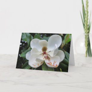 Tarjeta en blanco de flor de Magnolia