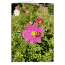 Tarjeta en blanco de flores de Cosmos rosados Vivi