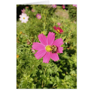 Tarjeta en blanco de flores de Cosmos rosados Vivi