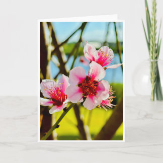 Tarjeta en Blanco de Flores de Primavera