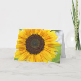 Tarjeta en blanco de girasol