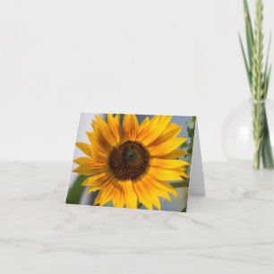 Tarjeta en blanco de girasol