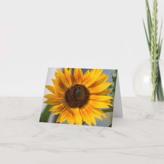 Tarjeta en blanco de girasol (Anverso)